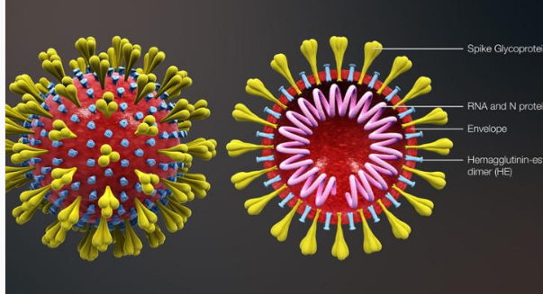 Bài thuốc phòng ngừa cúm coronavirus